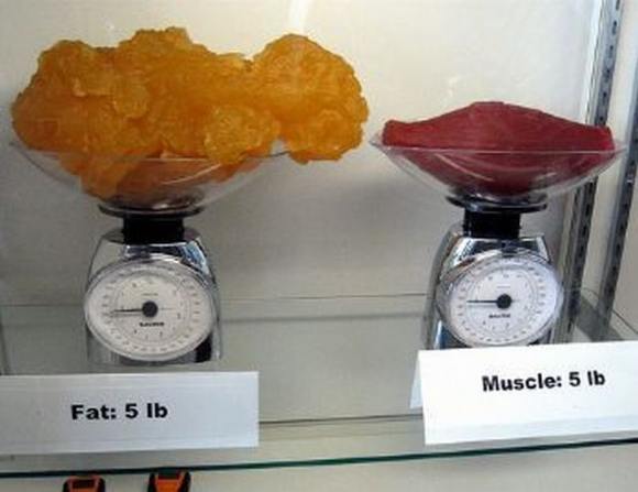 Name:  Fat and muscle..jpg
Views: 3251
Size:  27.6 KB