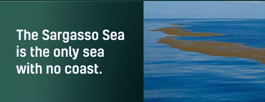 Name:  Sargasso Sea..jpg
Views: 411
Size:  38.4 KB