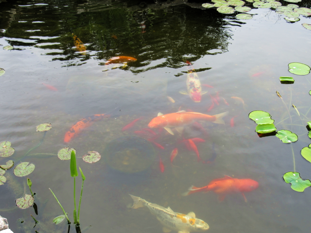 Name:  pond-fish.jpg
Views: 20348
Size:  648.7 KB
